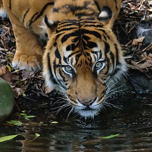 Sumatran Tiger - Hutan