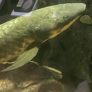 Australian Lungfish