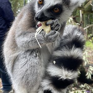 Ring-Tailed Lemur