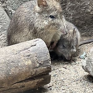 Long- Nosed Potroo with Joey