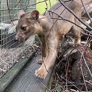 Male Fossa, Mango