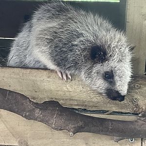 Northern Luzon Cloud Rat