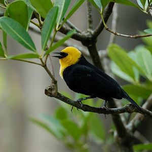 Yellow-hooded Blackbird (Chrysomus icterocephalus)