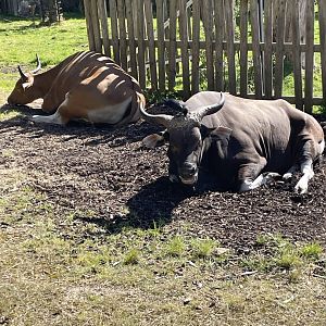 Male Banteng Sunbathing