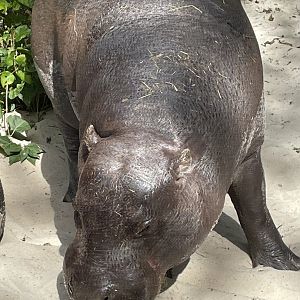 Male Pygmy Hippo, Otto