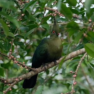 Schalow's Turaco (Turaco schalowi)