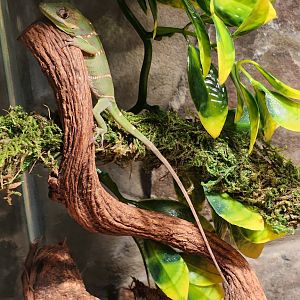 Alabama Wildlife Center - Anolis equestris