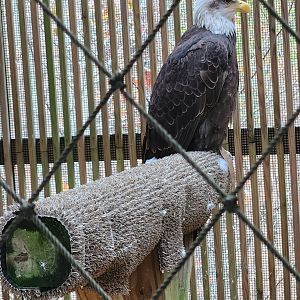 Alabama Wildlife Center - Bald Eagle (Shelby)