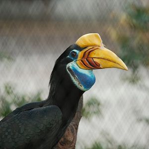 Knobbed Hornbill (Rhyticeros cassidix)