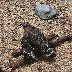 Alabama Wildlife Center - Broad-winged Hawk (I think)