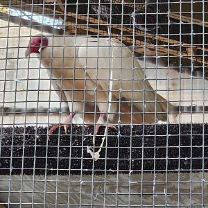 Alabama Wildlife Center - Leucistic Turkey Vulture