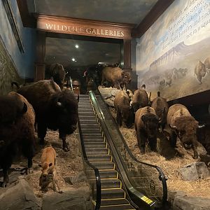Entrance to Wildlife Galleries