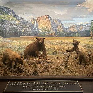 American Black Bear Diorama