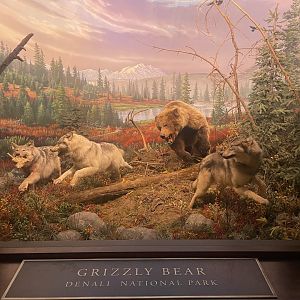 Grizzly Bear Diorama