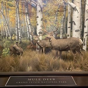 Mule Deer Diorama