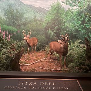 Sitka Deer Diorama