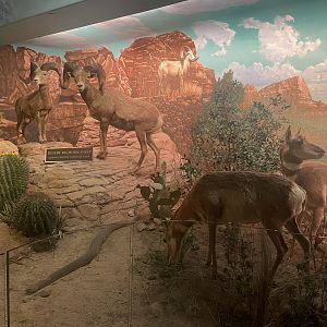 Grand Canyon National Park Room