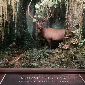 Roosevelt Elk Diorama