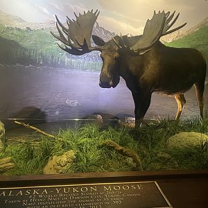 Moose Diorama