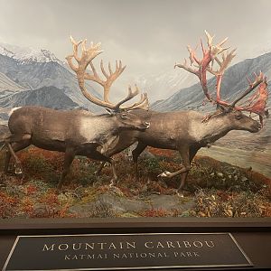 Caribou Diorama