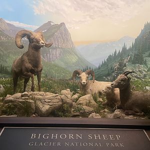 Bighorn Sheep Diorama
