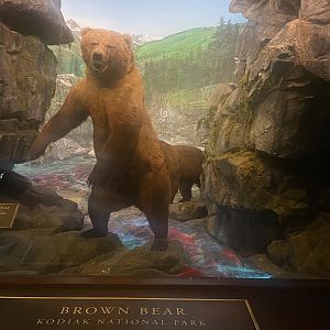 Brown Bear Diorama