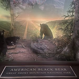 American Black Bear Diorama