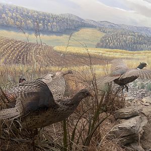 Ring-necked Pheasant Diorama