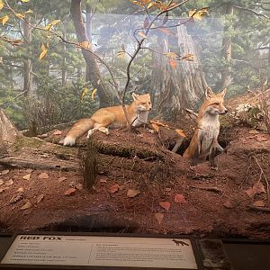 Red Fox Diorama