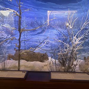 Lynx and Snowshoe Hare Diorama