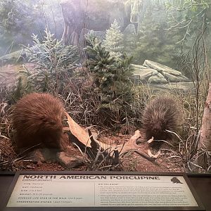 North American Porcupine Diorama