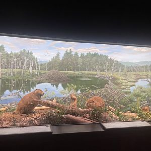 Beaver and Muskrat Diorama