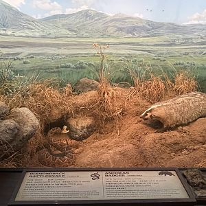 American Badger Diorama