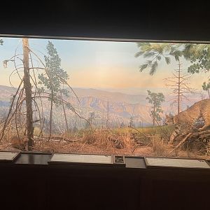Bobcat Diorama