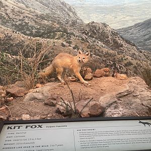 Kit Fox Diorama