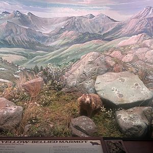 Yellow-bellied Marmot Diorama
