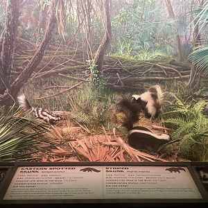 Skunk Diorama