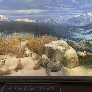 Ptarmigan Diorama