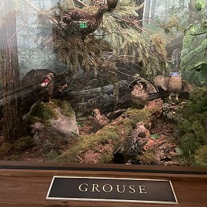 Grouse Diorama