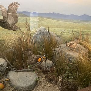 Prairie Chicken Diorama