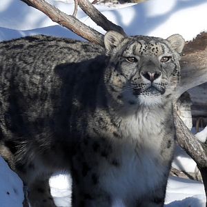 Exploration Asia: Snow Leopards