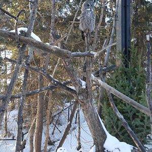 Wild Canada: Jihad Shibley Aviary Owls