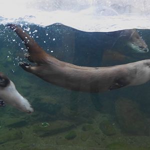 Wild Canada: BFF River Lodge Otters