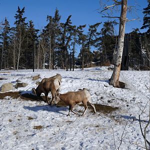 Wild Canada: Bighorn Sheep