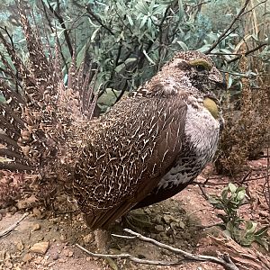 Greater Sage Grouse Taxidermy