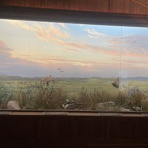 Prairie Game Bird Diorama