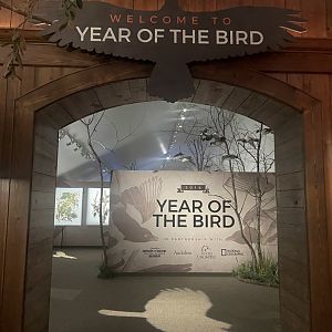 Year of the Bird Room