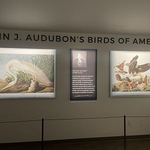 Year of the Bird Room