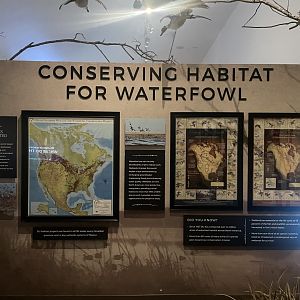 Year of the Bird Room