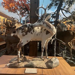Piebald Deer Taxidermy
